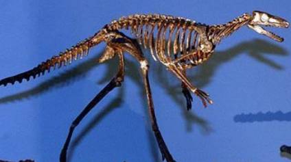 兔鳄历史图片