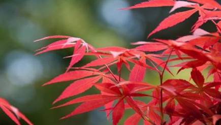 槭树历史图片