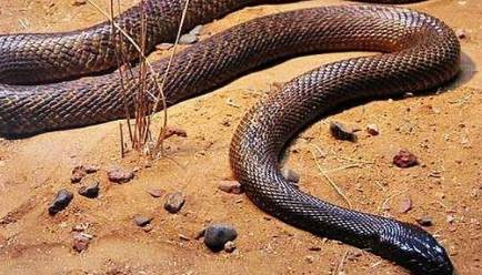 细鳞太攀蛇历史图片