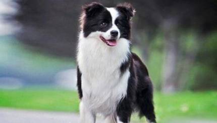 边境牧羊犬历史图片