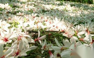 苏轼的陌上花主要内容是什么 苏轼的田园诗有哪些