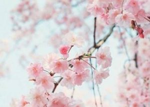 《江城子·画楼帘幕卷新晴》卢祖皋原文翻译赏析