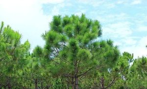 诗圣杜甫这首诗读来让人声泪俱下，到底有何含义？