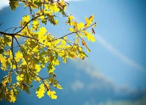 宋朝诗人晏几道的《蝶恋花.碧落秋风吹玉树》原文及解析