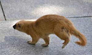 “獾生老鼠”语底是什么？关于老鼠的歇后语介绍