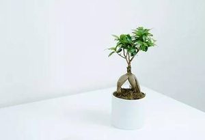 成语“走马观花”源自哪里？背后有什么典故吗？