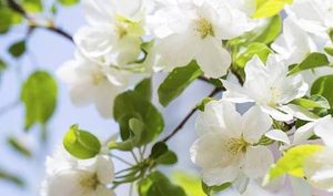 梦中出现“海棠花”是好是坏？有何象征意义？