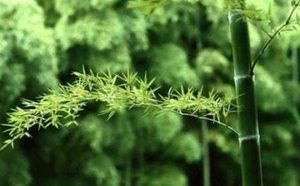 宋代词作之鹧鸪天·林断山明竹隐墙赏析，这首词描写了什么场景？