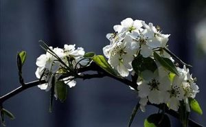 宋词之水龙吟·梨花鉴赏，该词的作者想表达什么情感？