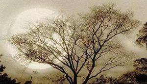 宋词之鹧鸪天·东阳道中赏析，该词表达了什么情感？
