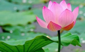 《卜算子·席间再作》的原文是什么？这首诗词该怎么赏析呢？