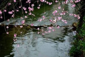 唐代诗人白居易《花非花》原文、译文及赏析