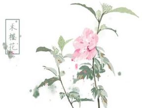 历史上有哪些描写木槿花的诗作？木槿花有多美？