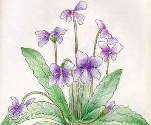历史上有哪些关于紫花丁地的诗作？诗人描绘了怎样的景象？