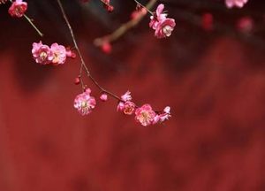 春季有几个节气？从诗作中探索春季节气的魅力