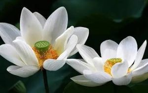 陆龟蒙《白莲》：虽以“白莲”为题，却没有对白莲作具体描绘
