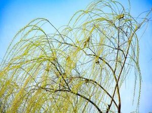 李商隐所作的《虞美人·梅花时候君轻去》，写出夫妻之间深沉的守望