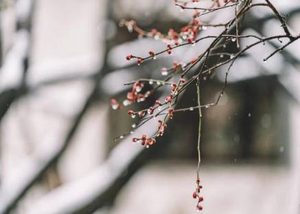 历朝历代有哪些描写不同季节之雨的诗作？诗人描绘了怎样的景象？