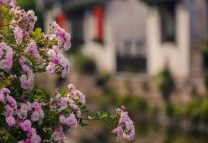 杜牧所作的《留赠》，写出了作者的深情