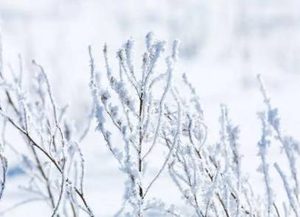 叶梦得所作的《江城子·大雪与客登极目亭》，描写了词人对雪花的喜爱
