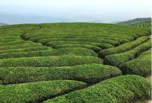 探索茶叶的起源与分布，史料中是如何记载的？