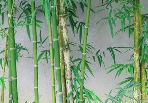 唐代吕太一所作的《咏院中丛竹》，讴歌竹子的高尚品格