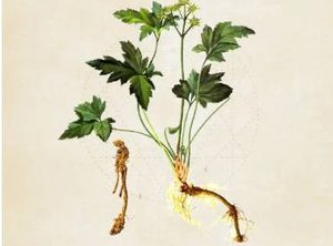 本草纲目·第三卷·百病主治·火热具体内容是什么？