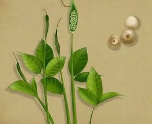 本草纲目·第三卷·百病主治·咳嗽原文是什么内容？