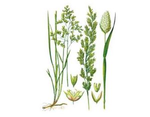 本草纲目·第三卷·百病主治·大便燥结原文是什么内容？