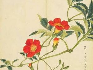 古代花卉饮食是如何发展变化的？古代制作食品的花卉有哪些种类？