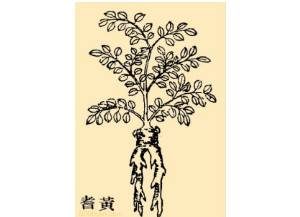 本草纲目·第八卷·草部·黄耆原文是什么内容？