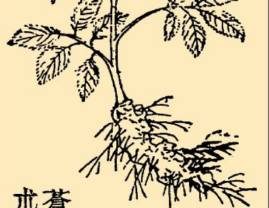 本草纲目·第八卷·草部·苍术原文是什么内容？