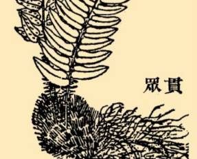 本草纲目·第八卷·草部·贯众原文是什么内容？