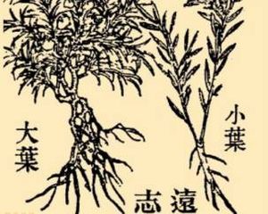 本草纲目·第八卷·草部·远志原文是什么内容？