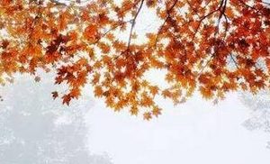 赵壹的《刺世疾邪赋秦客诗、鲁生歌》抒发了什么样的情感？