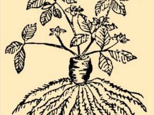 本草纲目·第八卷·草部·黄连原文是什么内容？