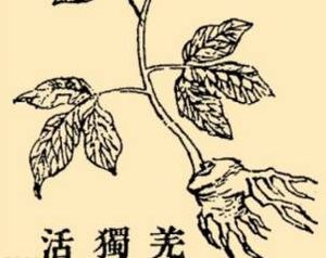本草纲目·第八卷·草部·独活具体内容是什么？