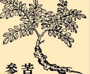 本草纲目·第八卷·草部·苦参原文是什么内容？