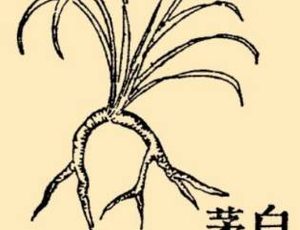 本草纲目·第八卷·草部·白茅原文是什么内容？