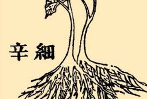 本草纲目·第八卷·草部·细辛具体内容是什么？
