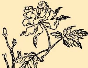 本草纲目·第八卷·草部·牡丹原文是什么内容？