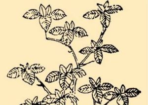 本草纲目·第八卷·草部·木香具体内容是什么？