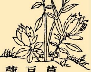 本草纲目·第八卷·草部·豆蔻原文是什么内容？