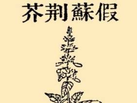 本草纲目·第八卷·草部·假苏原文是什么内容？