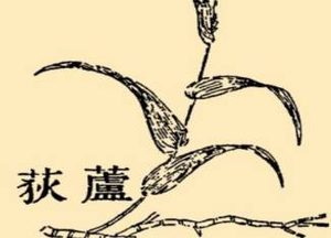 本草纲目·第八卷·草部·芦原文是什么内容？