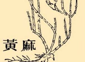 本草纲目·第八卷·草部·麻黄原文是什么内容？