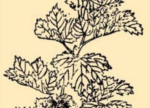 本草纲目·第八卷·草部·葵具体内容是什么？