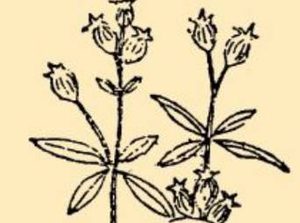 本草纲目·第八卷·草部·王不留行原文是什么内容？