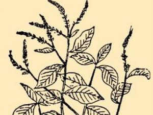 本草纲目·第八卷·草部·蓝具体内容是什么？