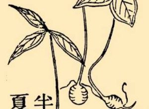 本草纲目·第八卷·草部·半夏原文是什么内容？